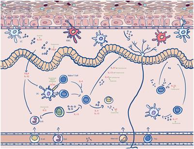 Clinical trials of antibody drugs in the treatments of atopic dermatitis